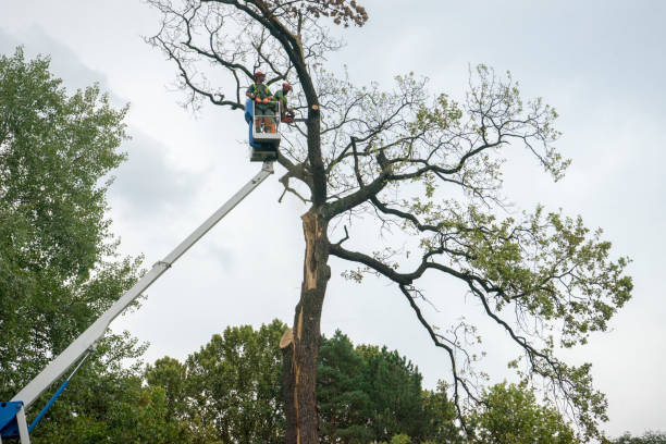  Salida, CA Tree Service Pros